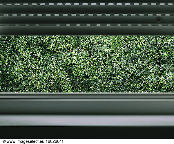 Trees seen through window at home