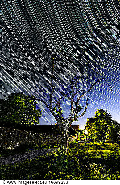 Trees  Star Trail in Colour