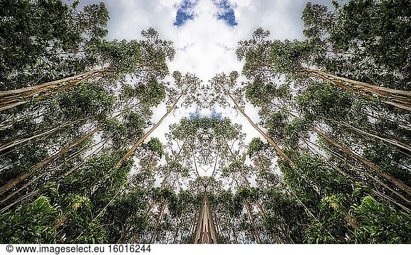 Trees symmetry in the forest.