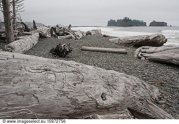 Treibholzstämme  Strand an der Pazifikküste  Olympia-Nationalpark  UNESCO-Weltkulturerbe  Bundesstaat Washington  Vereinigte Staaten von Amerika  Nordamerika