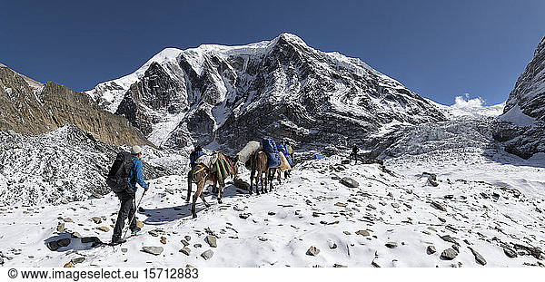 Trekking group with pack animals at Chonbarden Glacier  Tukuche Peak  Dhaulagiri Circuit Trek  Himalaya  Nepal
