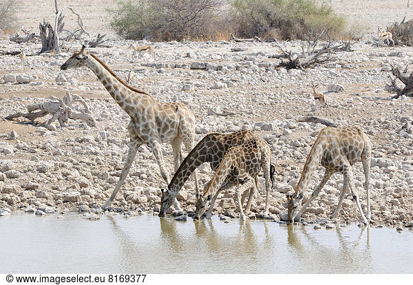 Trinkende Giraffen (Giraffa camelopardalis) am Wasserloch von Okaukuejo