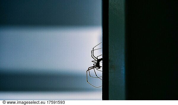 Tristesse  Makro  gruselige Spinne (Arachnida)  im Gegenlicht des Fensters  Wolfhausen  Schweiz  Europa