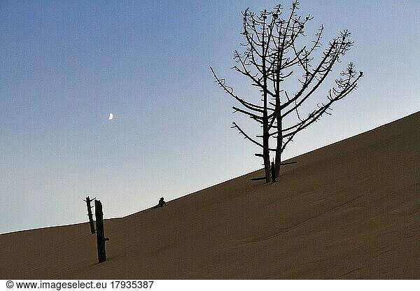 Trockene abgestorbene Kiefer (Pinus)  Baumstümpfe auf Wanderdüne  einzelne Person  Kind liegt im Sand  Blick von unten  Abendhimmel  Gegenlicht  Symbolbild Einsamkeit  Dune du Pilat  Düne bei Arcachon  Gironde  Aquitanien  Südfrankreich  Frankreich  Europa