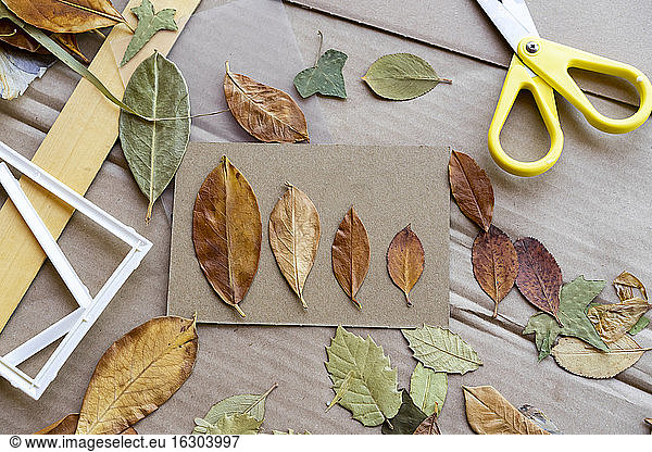 Trockene Blätter mit Schere auf Karton