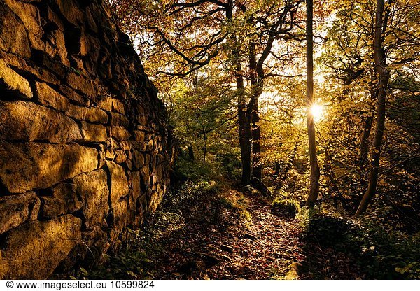 Trockenmauer und Sonnenlicht durch Bäume im Wald  Padley Gorge  Peak District  Derbyshire  England  UK