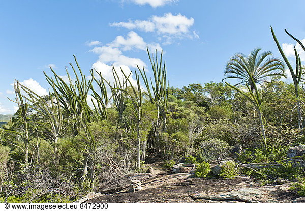 Trockenwald-Landschaft mit Fluss und Felsen  mit Alluaudia  Tintenfischbaum oder Fantsiolitse (Alluaudia procera)  Didieraceen  Nationalpark Andohahela  bei Fort-Dauphin oder Tolagnaro  Madagaskar