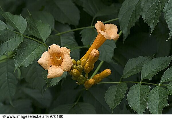 Trompetenrebe (Campsis radicans). Auch Trompetenbaum  Kuhschelle und Kolibri-Rebe genannt.
