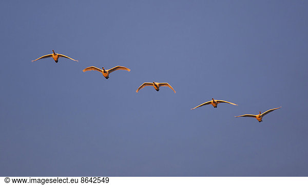 Trompeterschwäne fliegen in Formation über dem Skagit Valley  Washington.