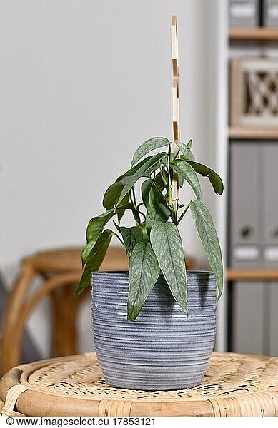 Tropical 'Epipremnum Pinnatum Cebu Blue' houseplant with silver-blue leaves in flower pot on table in living room