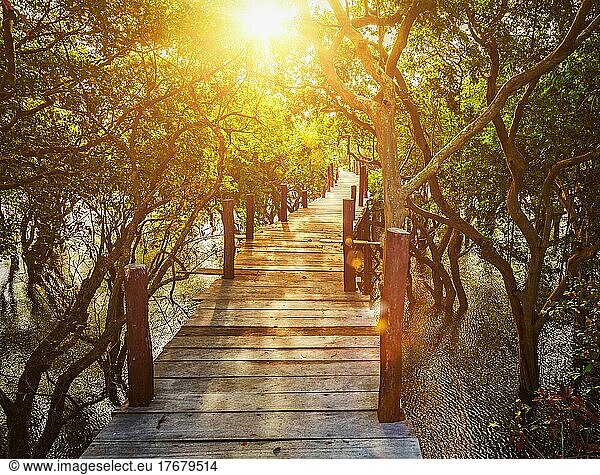 Tropical exotic travel concept  wooden bridge in flooded rain forest jungle of mangrove trees near Kampong Phluk village  Cambodia. With lens flare
