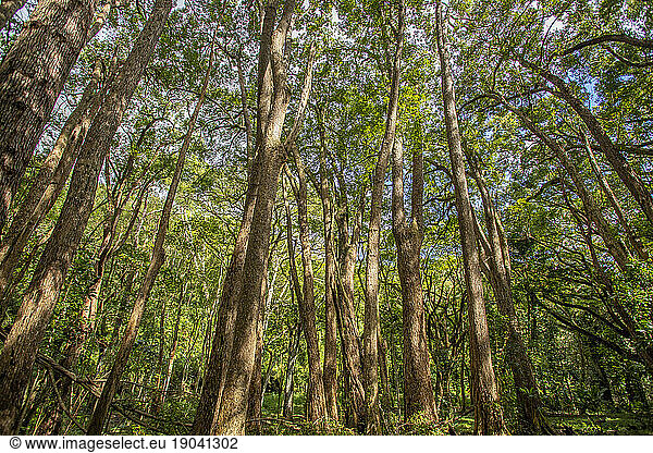 Tropical forest  Kauai
