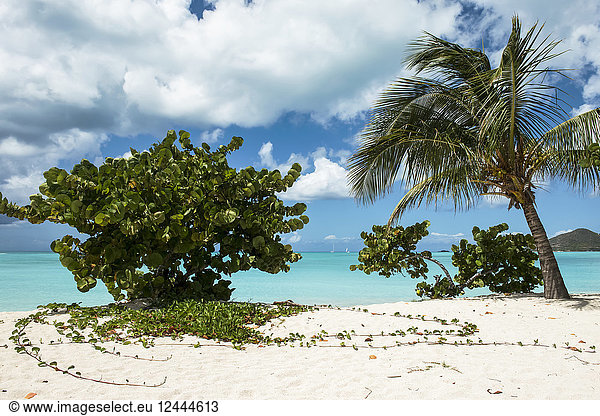 Tropical Jolly Harbour beach along the Caribbean Sea with white sand and trees  Antigua and Barbuda