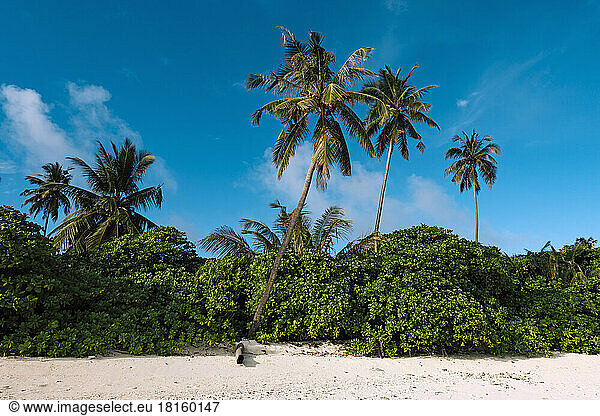 Tropical landscape  Thaa Atoll  Maldives