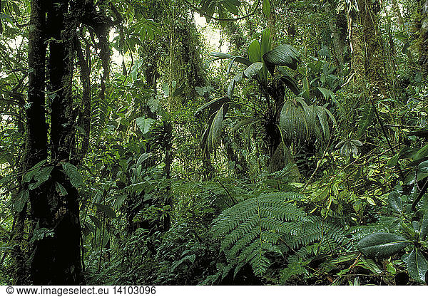 Tropical Montane Forest