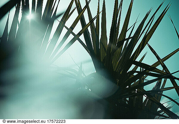 Tropical palm coconut trees on sunset sky flare and bokeh nature