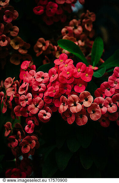 Tropical Pink Flowers Cluster in Vivid Detail