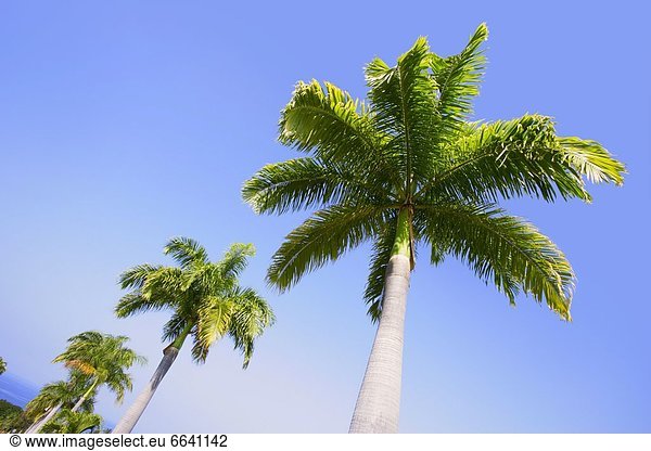 Tropisch  Tropen  subtropisch  Baum