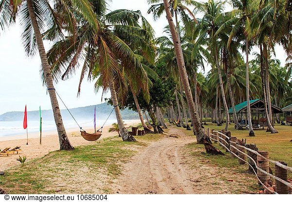 Tropisch Tropen subtropisch Strand Baum Hängematte Kokosnuss