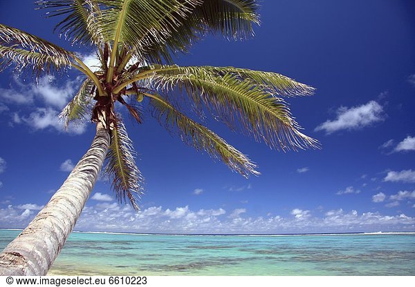 Tropisch  Tropen  subtropisch  Strand  Baum  Palme