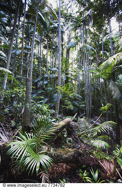 Tropisch  Tropen  subtropisch  Warnung  Berg  Regenwald