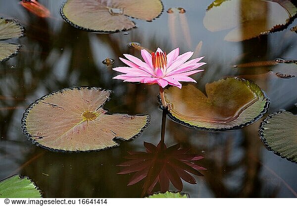 Tropische Blume  Seerose