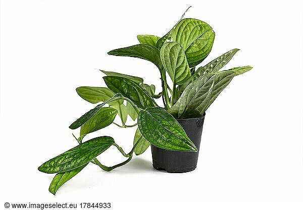 Tropische Monstera Sp. Peru  auch Monstera Karstenianum genannt  Zimmerpflanze mit gekräuselten  schillernden Blättern auf weißem Grund