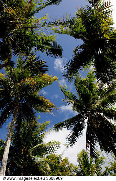 Tropische Szene mit Palmen.