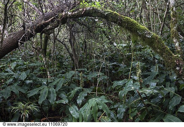 Tropische Vegetation im Regenwald des Cirque de Cilaos UNESCO Weltnaturerbe La Reunion Afrika