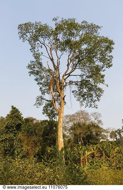 Tropische Vegetation  Urwald  Dschungel  Regenwald bei Senmonorom  Sen Monorom  Provinz Mondulkiri  Kambodscha  Asien