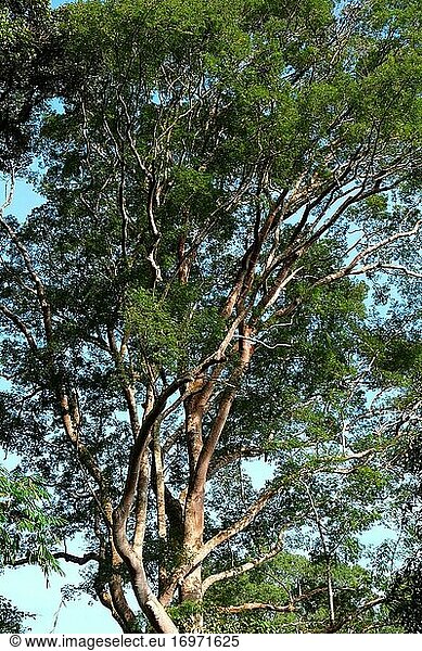 Tropischer Baum Sarawak Borneo