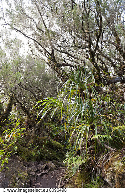 Tropischer Regenwald