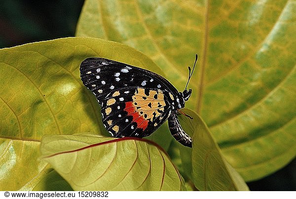 Tropischer Schmetterling  Costa Rica