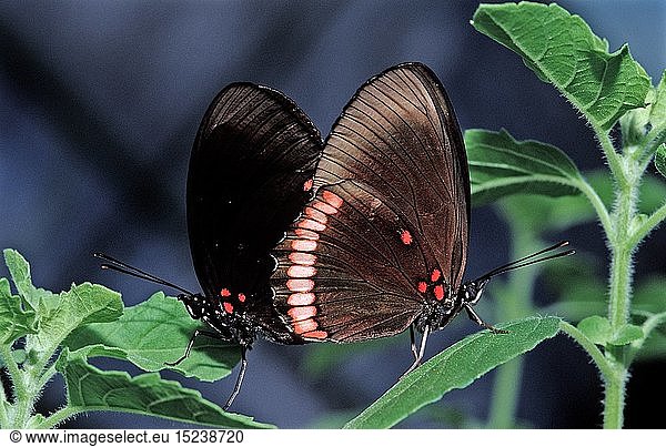 Tropischer Schmetterling  Costa Rica