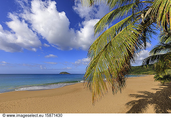Tropischer Strand Anse de la Perle  Palmen  goldener Sand  blaues Meer  Death In Paradise Location  Deshaies  Guadeloupe  Leeward Islands  Westindien  Karibik  Mittelamerika