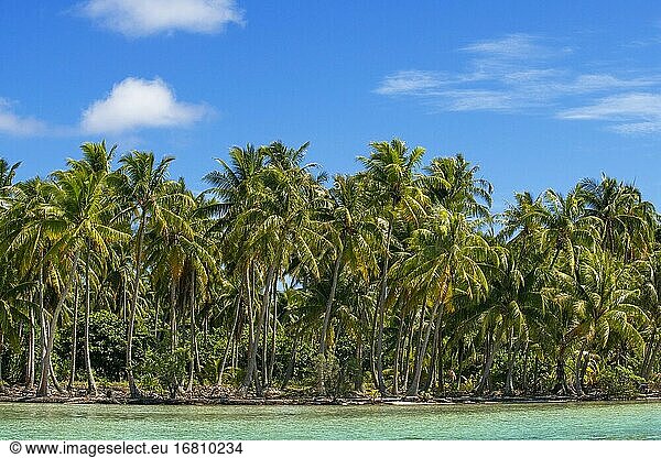 Tropisches Paradies Seelandschaft Taha'a Insel Landschaft  Französisch-Polynesien. Motu Mahana Palmen am Strand  Taha'a  Gesellschaftsinseln  Französisch-Polynesien  Südpazifik.