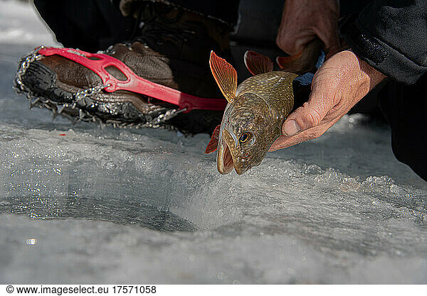 Trout release through the ice