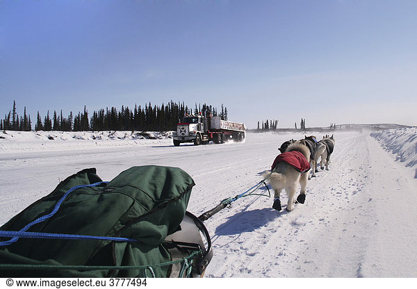 Truck and dog sled  ice road between Tuktoyaktuk and Inuvik  Mackenzie River Delta  Northwest Territories  Canada