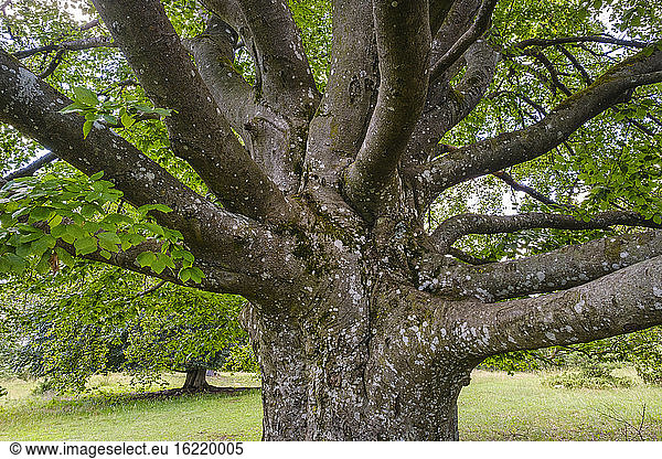 Trunk of old beech tree (Fagus sylvatica)