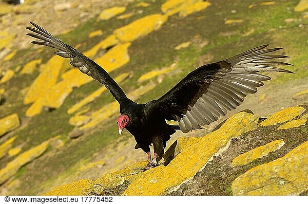 Truthahngeier (Cathartes aura) erwachsen  Flügel ausbreitend  stehend auf felsigem Abhang  Saunders Island  Falkland-Inseln