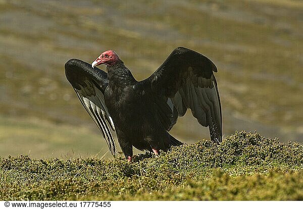 Truthahngeier (Cathartes aura falklandica) adult  Flügel ausgebreitet  Carcass Island  West Falklands  Dezember