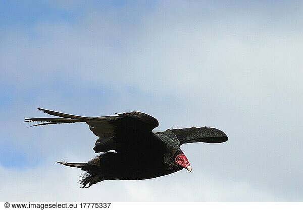 Truthahngeier (Cathartes aura)  Geier  Greifvögel  Tiere  Vögel  Turkey Vulture flying