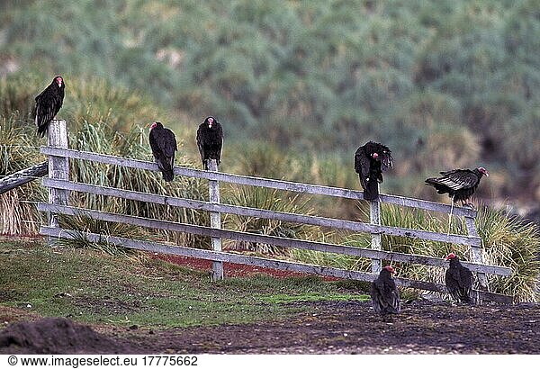 Truthahngeier (Cathartes aura)  Geier  Greifvögel  Tiere  Vögel  Turkey Vultures