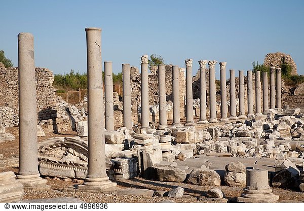 Truthuhn Seitenansicht Anatolien Asien Türkei