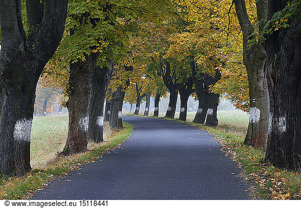 Tschechien  Böhmen  Böhmische Schweiz  von Ahornbäumen gesäumte Landstraße