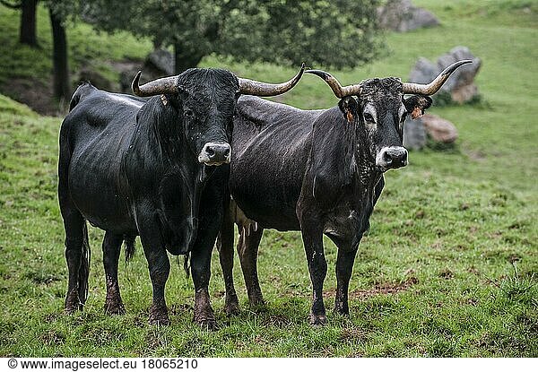 Tudancarind  Tudancarinder  reinrassig  Nutztiere  Haustiere  Paarhufer  Tiere  Säugetiere  Huftiere  Hausrinder  Rinder  Tudanca bull and cow  primitive breed of cattle from Cantabria  Spain
