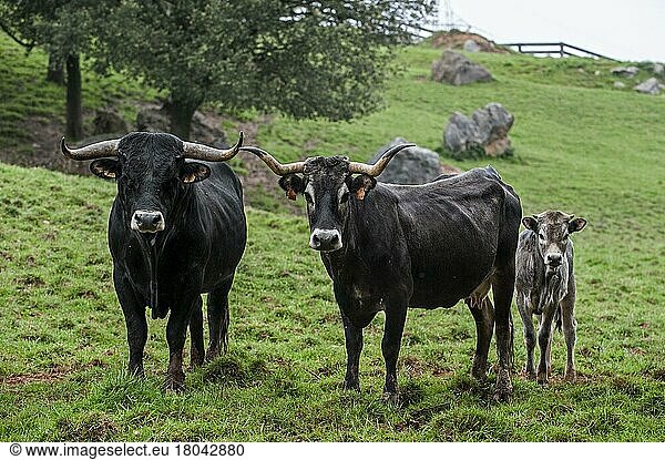 Tudancarind  Tudancarinder  reinrassig  Nutztiere  Haustiere  Paarhufer  Tiere  Säugetiere  Huftiere  Hausrinder  Rinder  Tudanca bull  cow and calf  primitive breed of cattle from Cantabria  Spain