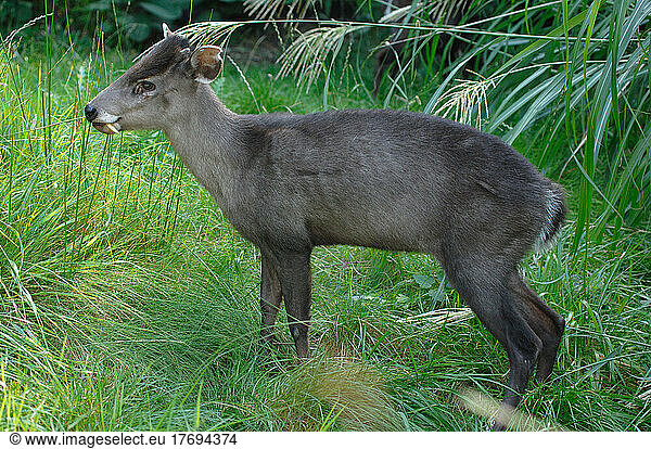 Tufted deer male on grass