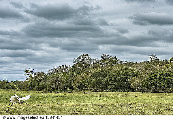 TuiuiÃº (Jabiru mycteria) taking off in the Brazilian Pantanal