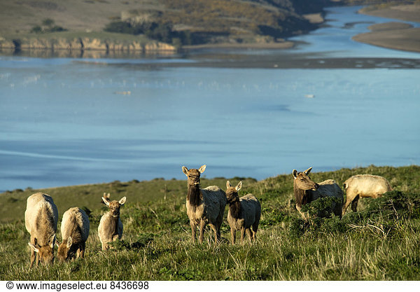 tule elk  elk  animal  point Reyes  national  seashore  USA  United States  America  California